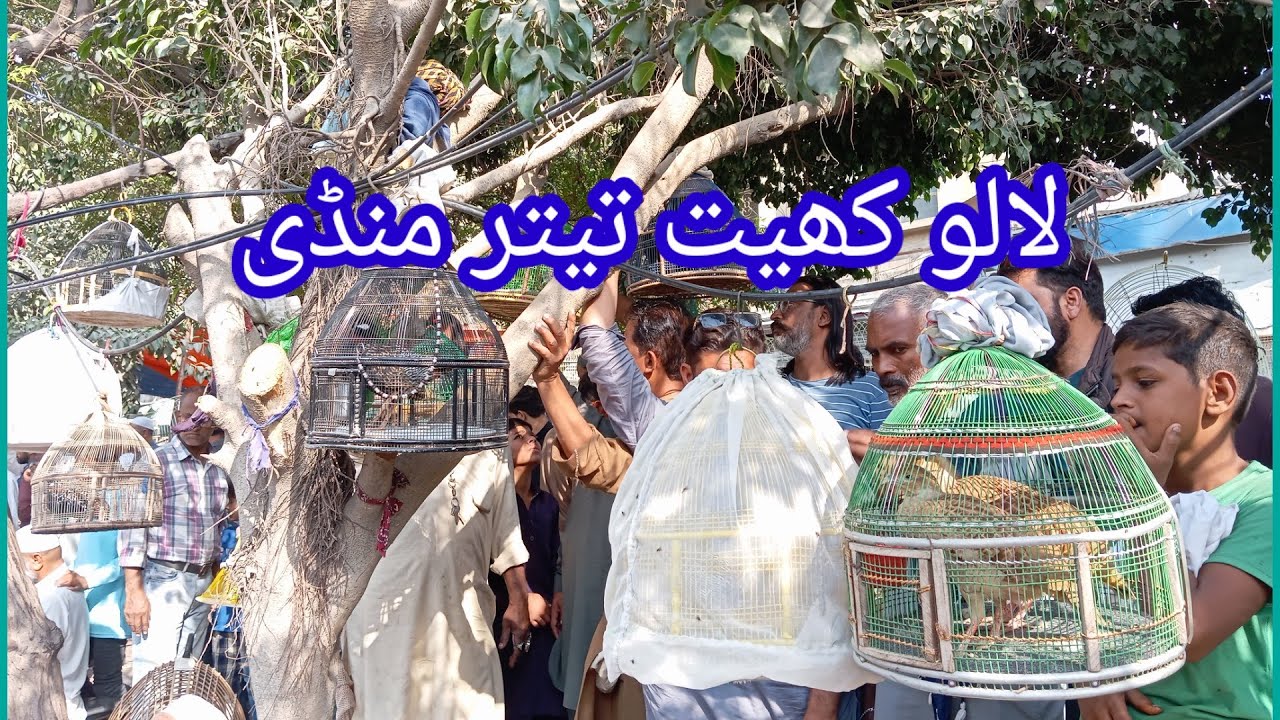 Lalukhet teetar Market 01-03-2026| لالو کھیت تیتر منڈی کالا تیتر ایرانی تیتر دکنی تیتر شیدی سناسی