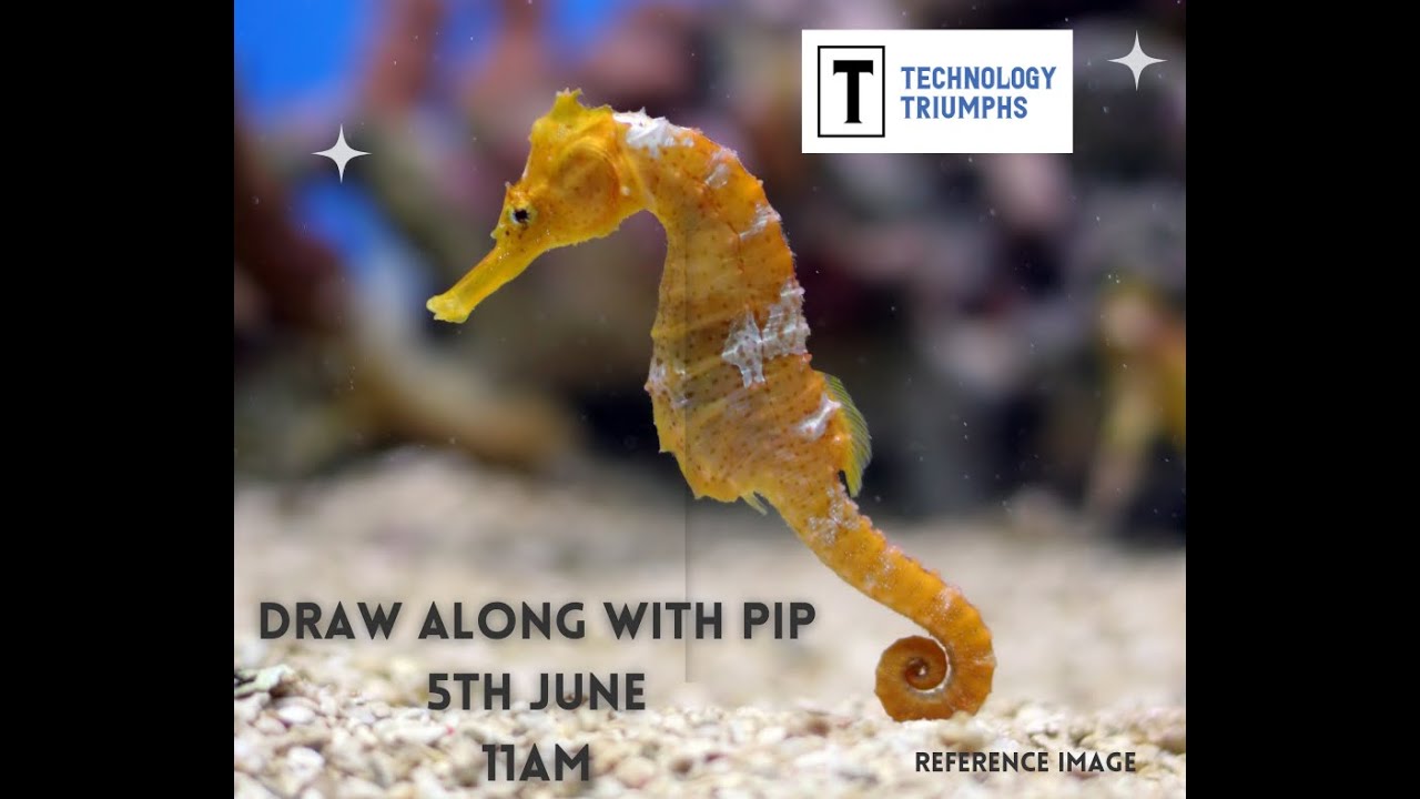 Draw Along with Pip - Seahorse