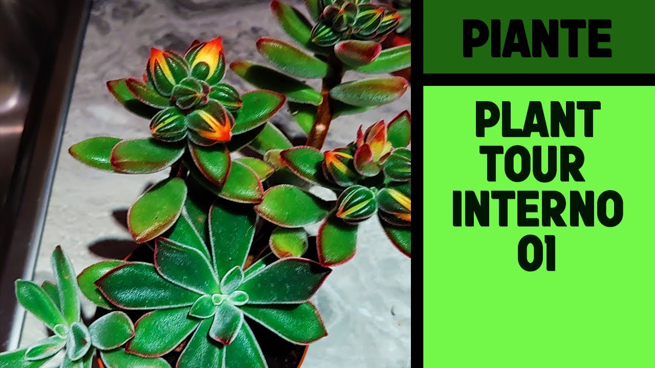 Plant Tour Interno _ Parte 1