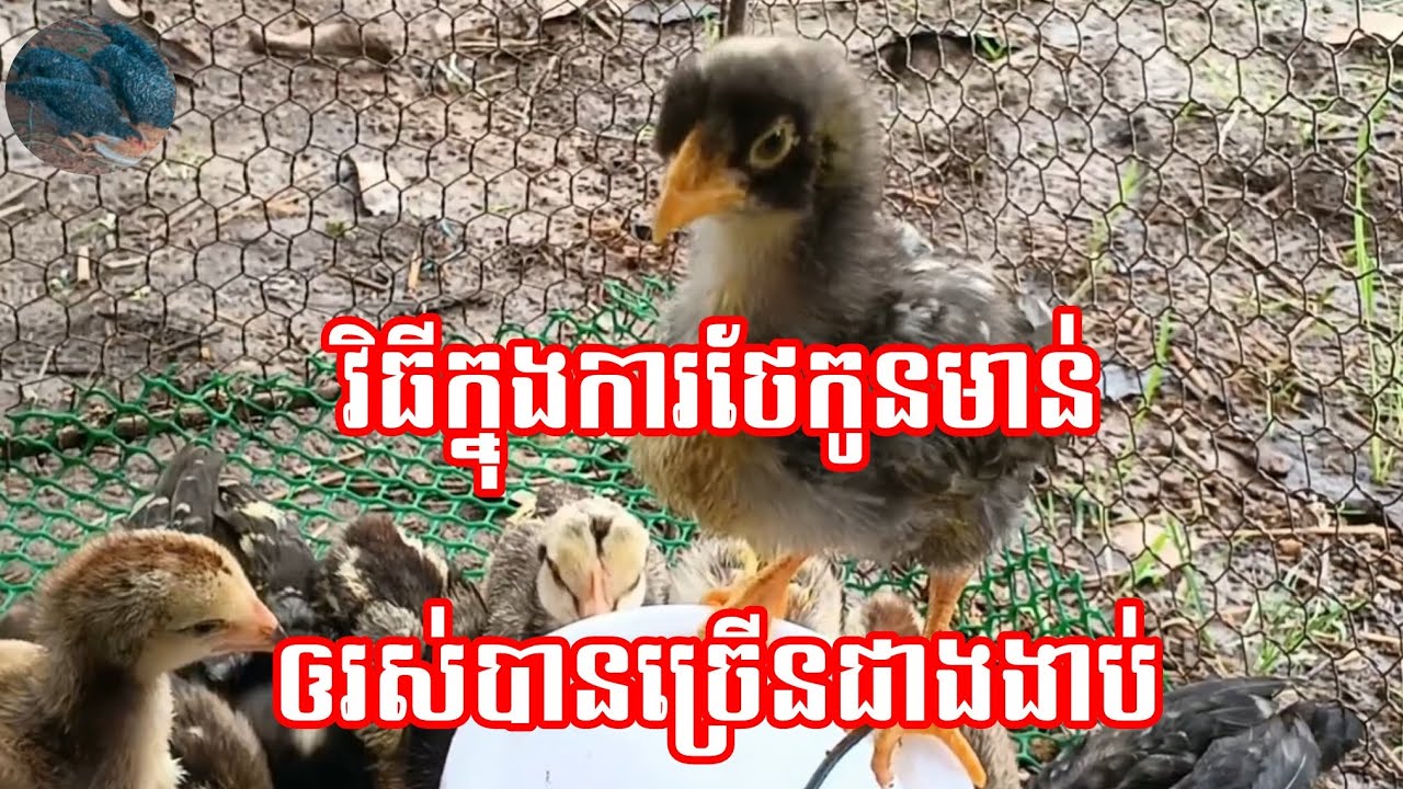 សម្រាប់បងប្អូនចិញ្ចឹមកូនមាន់ចេះតែងាប់