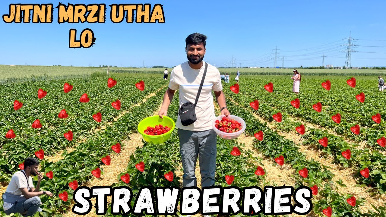 Picking Strawberries 🍓 in Germany