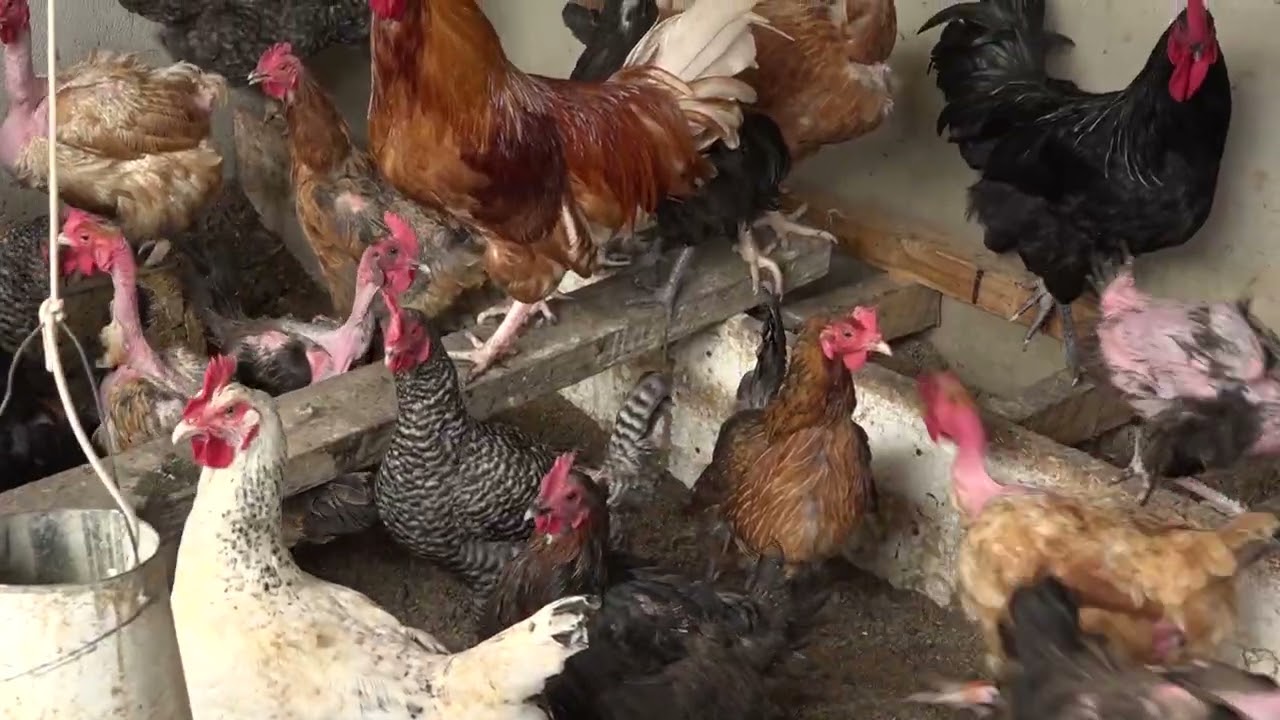 KANUNI BORA ZA UFUGAJI WA KUKU - SEHEMU YA KWANZA