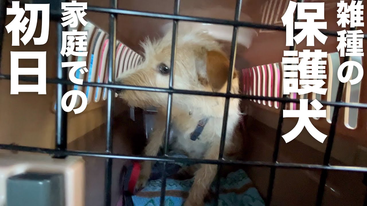 外暮らしだった保護犬が我が家に来た日
