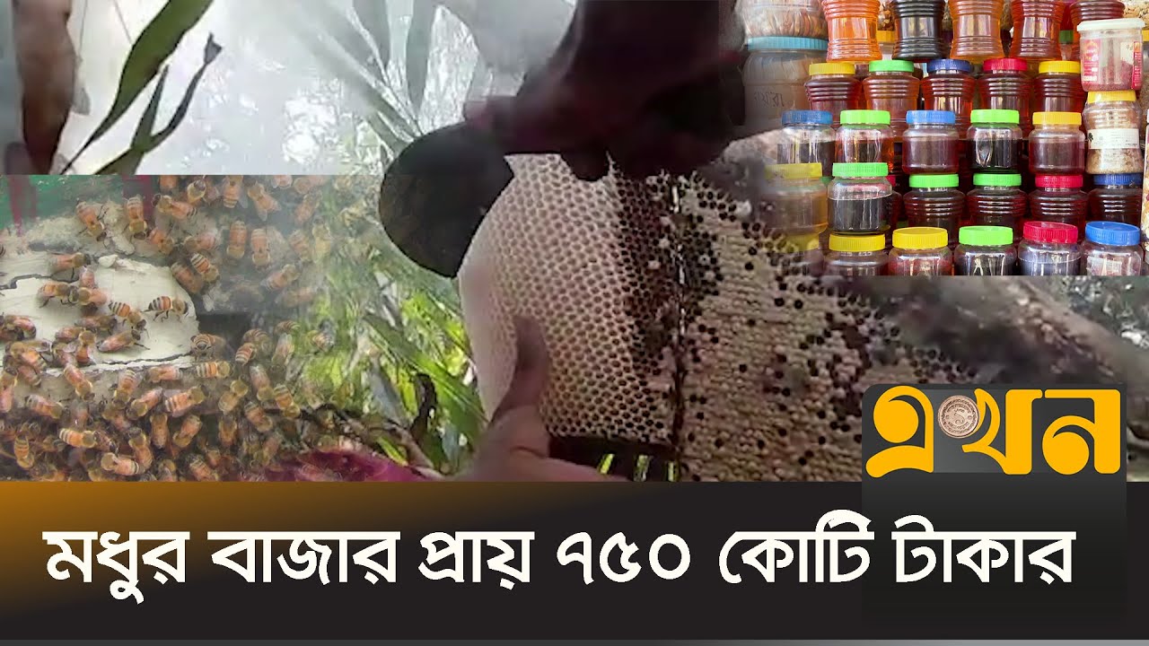 গহীন অরণ্যের মধু যেভাবে পৌঁছে ভোক্তার ঘরে | Honey | Sundorban | Ekhon tv