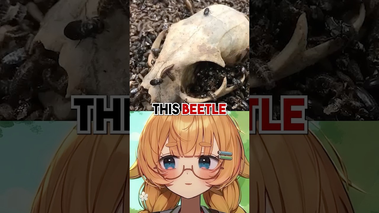 Это плотоядные жуки?!