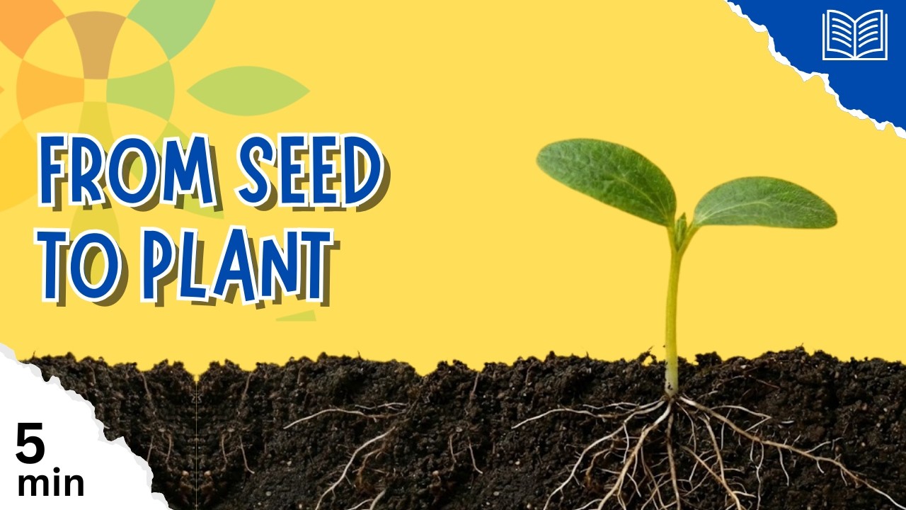 How Does a Tiny Seed Become a Plant?