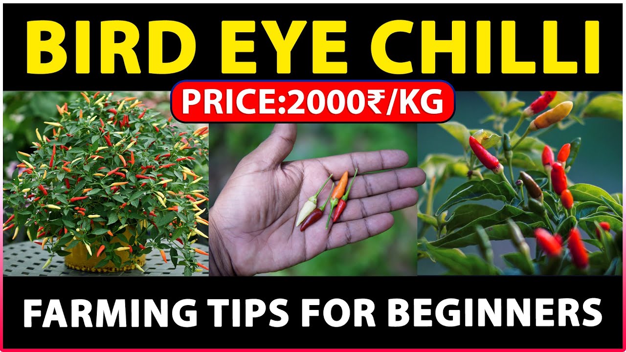 Bird Eye Chilli Farming - A Comprehensive Guide to Successful Bird Eye Chilli Cultivation