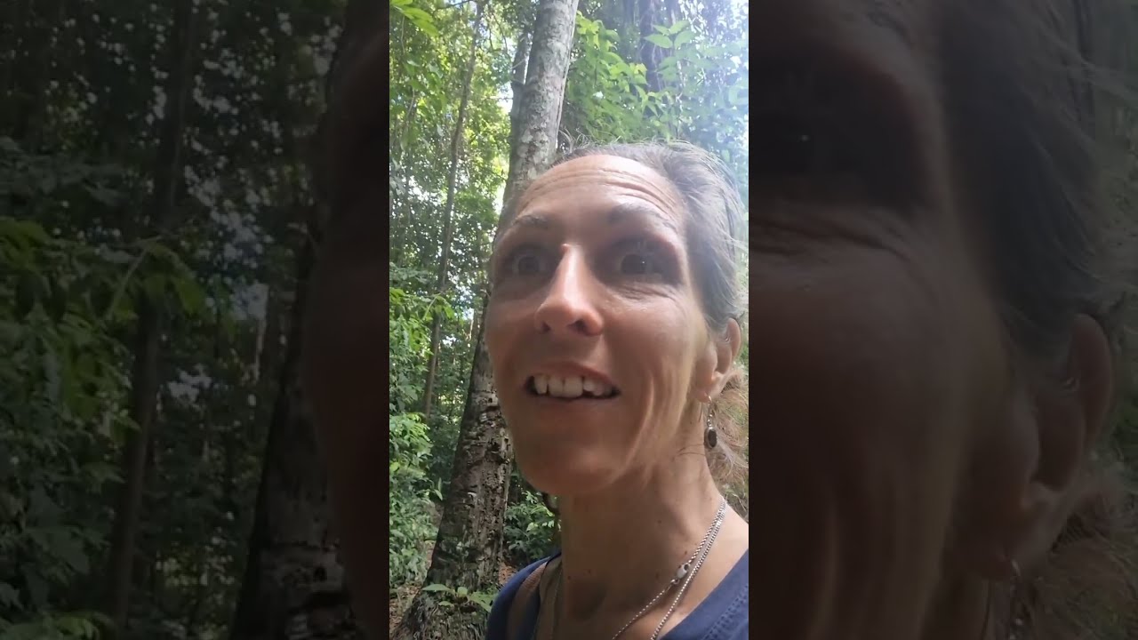 Prêt·e pour une immersion en forêt guyanaise ? 🌿✨ Viens ressentir le vivant avec moi 🌱😊🍃 (Partie 3)