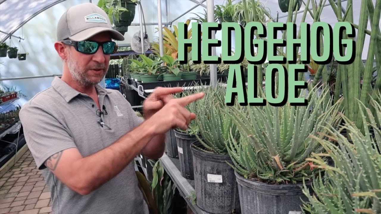 Hedgehog aloe in Northeast Florida
