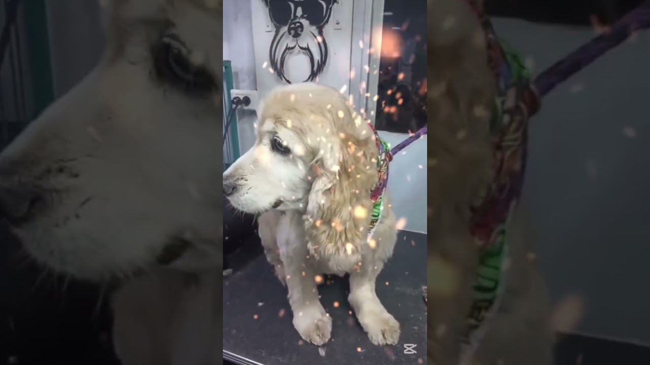 el baño de Bethoven 