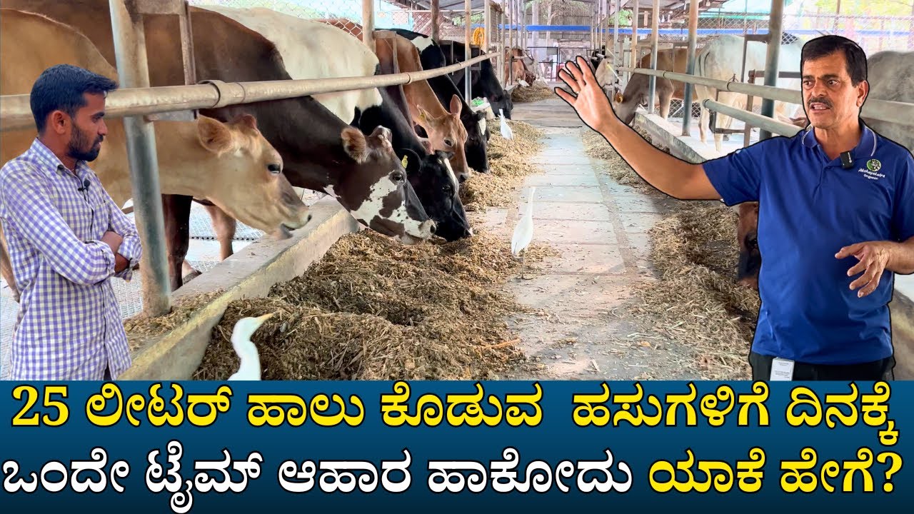ಹಸುಗಳಿಗೆ ದಿನಕ್ಕೆ ಒಂದೇ ಟೈಮ್ ಆಹಾರ ಹಾಕೋದು ಯಾಕೆ ಹೇಗೆ ?|akshyakalpa organic farm tour ep-02