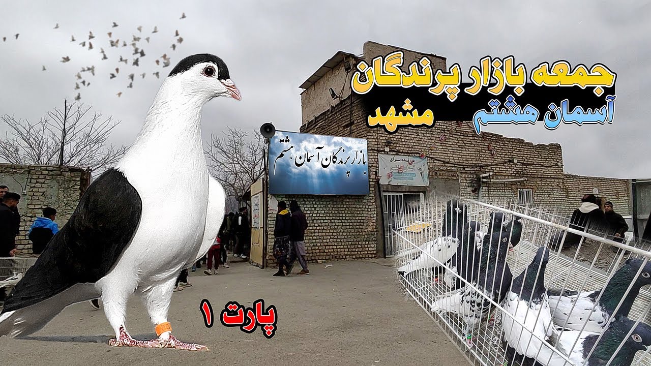 جمعه بازارپرندگان مشهد (آسمان هشتم) قسمت اول
