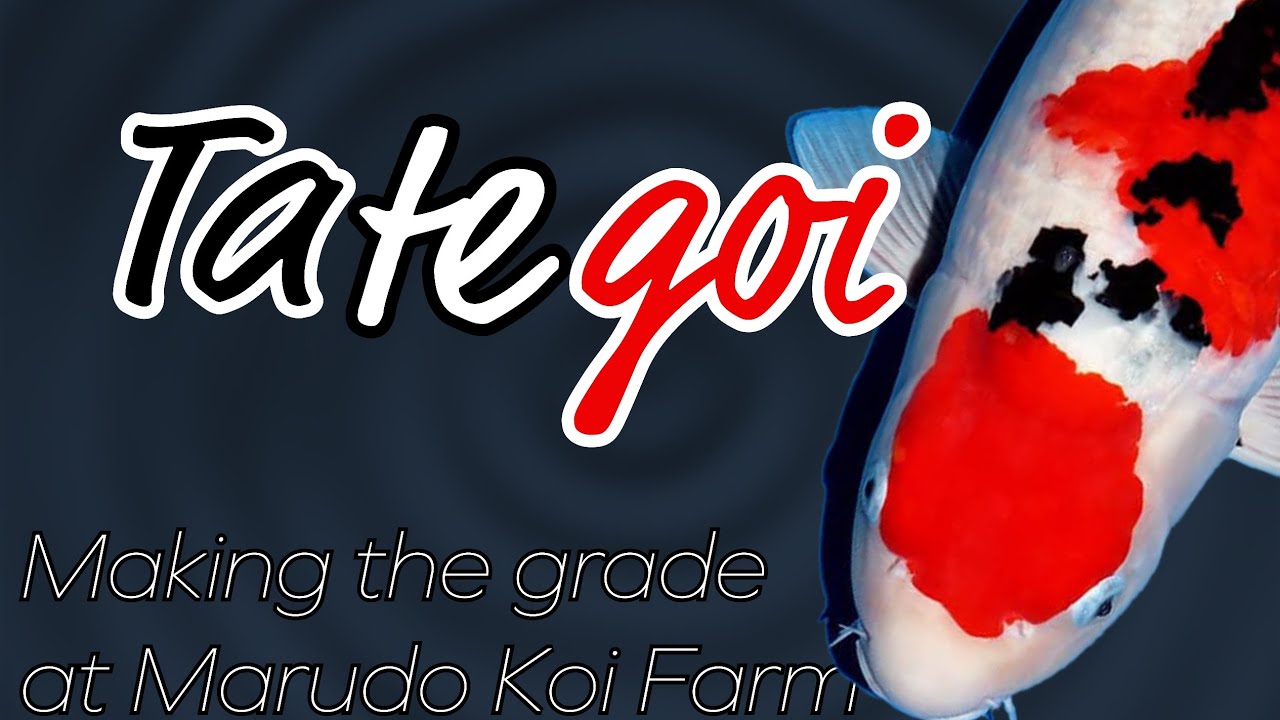 How they make KOI at Marudo Koi Farm
