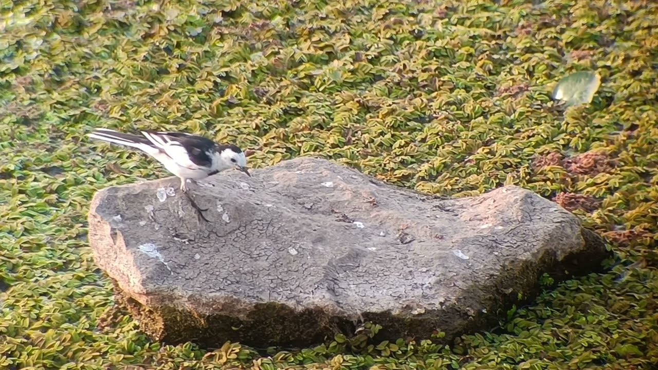 Amazing Bird Wildlife in the Countryside | Nature at Its Best
