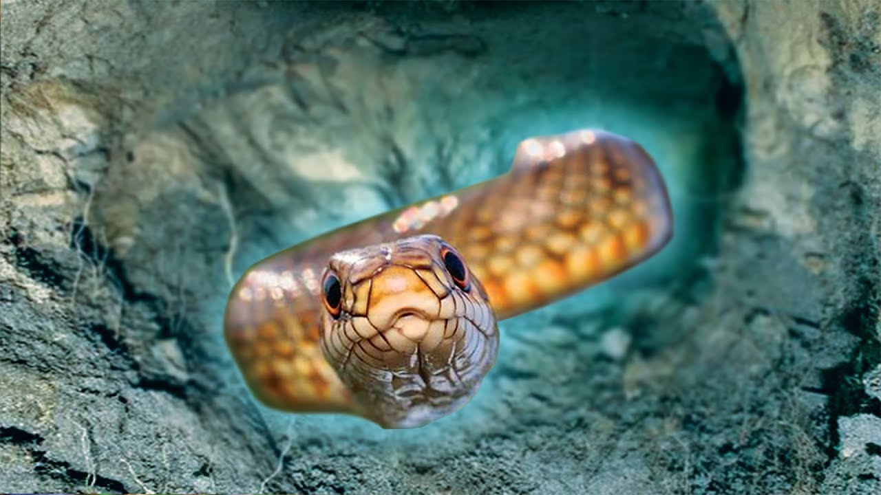 WHAT'S INSIDE THE SNAKE HOLE? CAUTION SCREAMER!!!!
