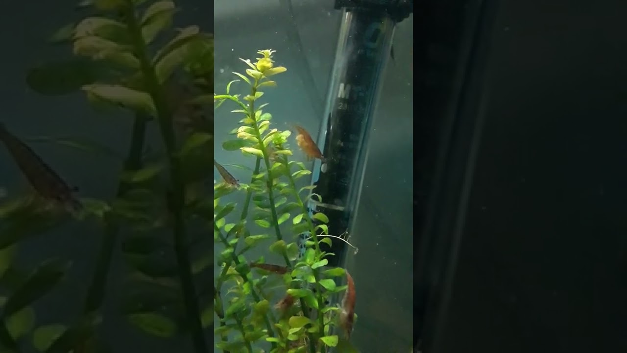 cherry shrimp birth/kiraz karides doğum