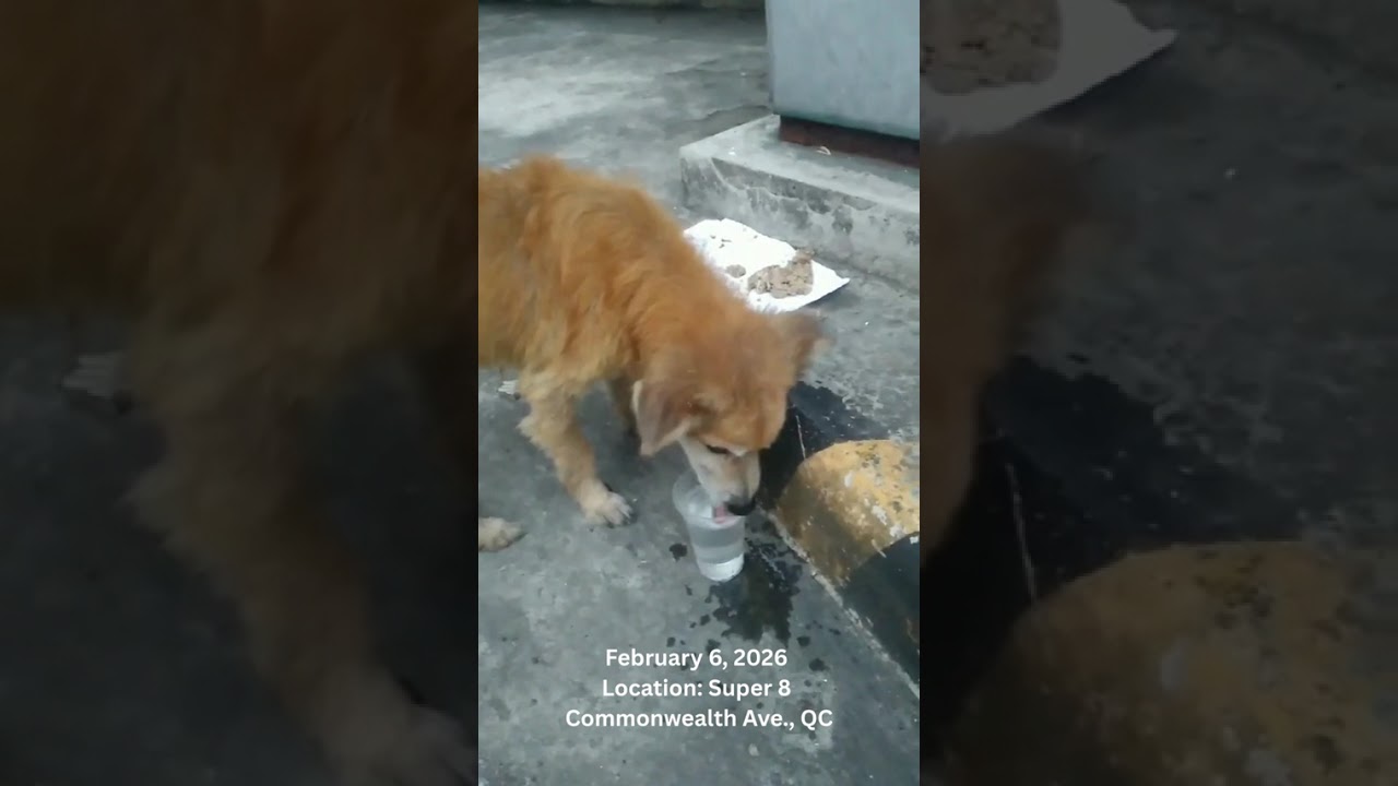 Feeding Strays: Random acts of kindness