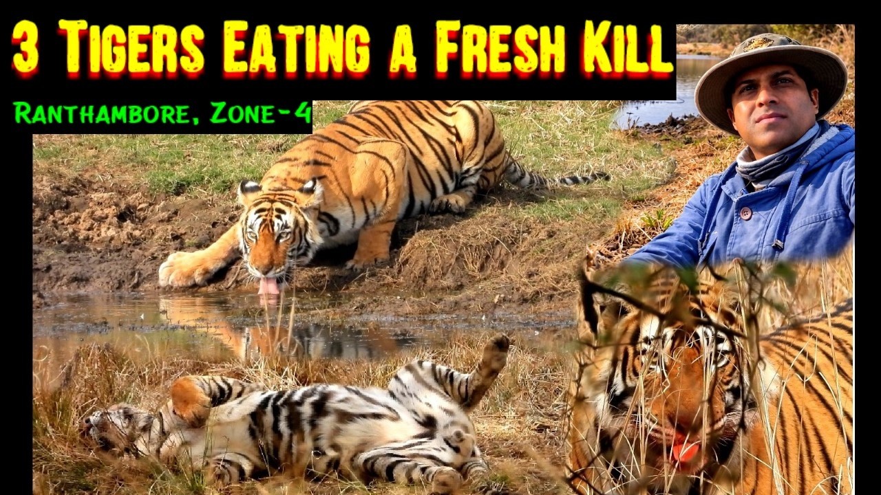 3 Tigers, One Kill ! Ultimate Wildlife Drama #ranthambore #rare #wildlife #tiger #nationalpark