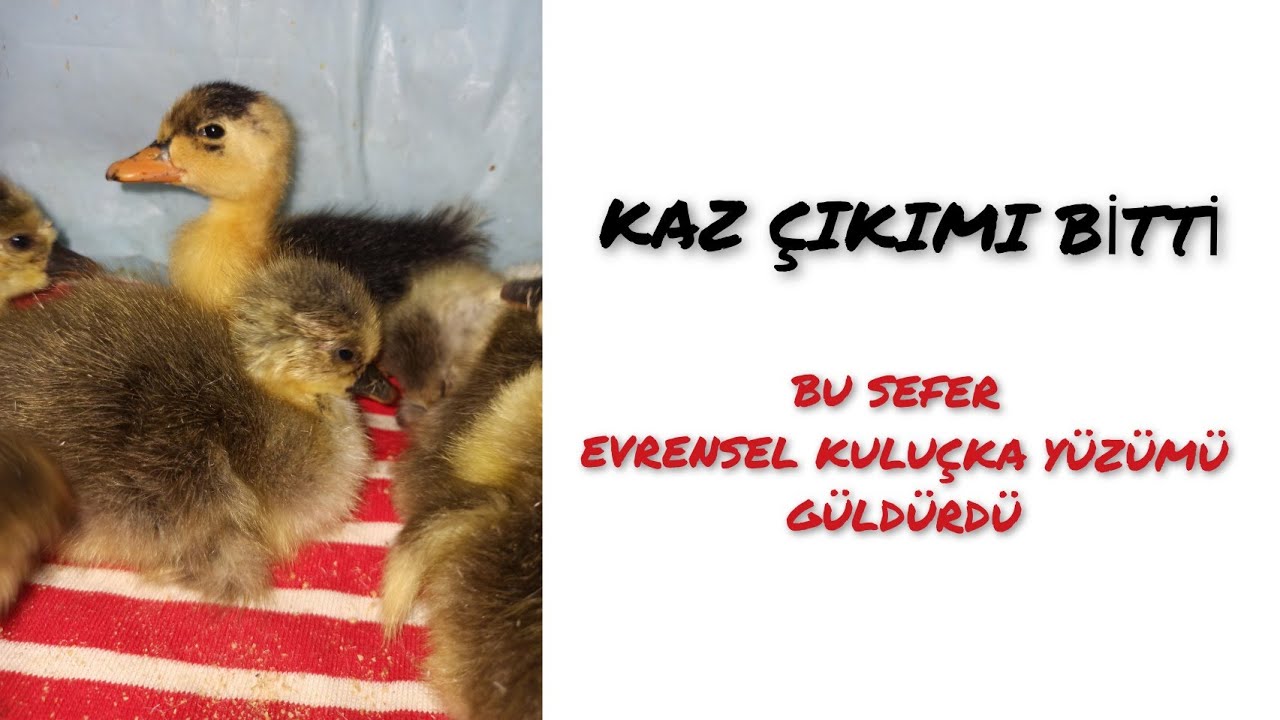 EVRENSEL KULUÇKA KAZ ÇIKIMI🐣 SAĞ SALİM KAZLARIMIZ ÇIKTI...