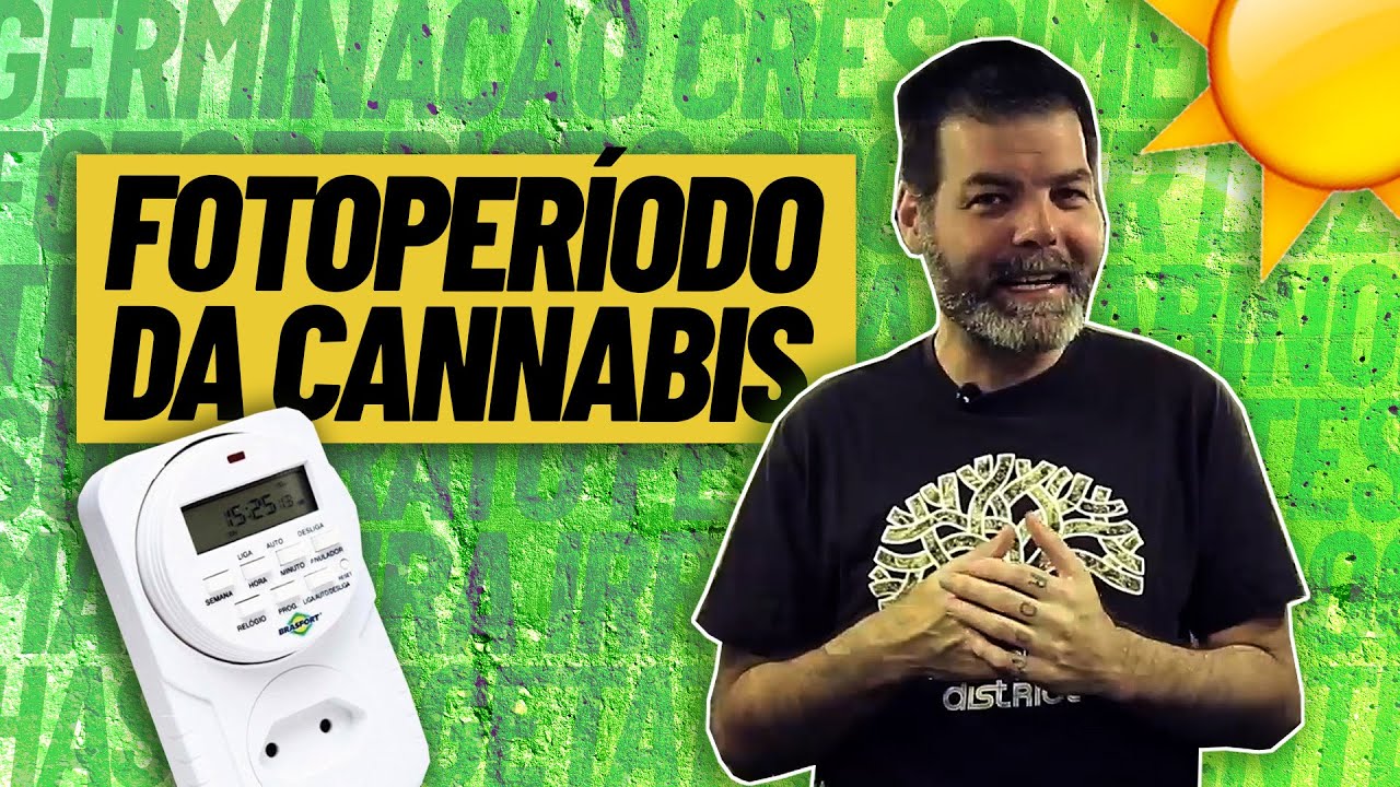 Como PLANTAR MACONHA, e fazer sua planta dar flores