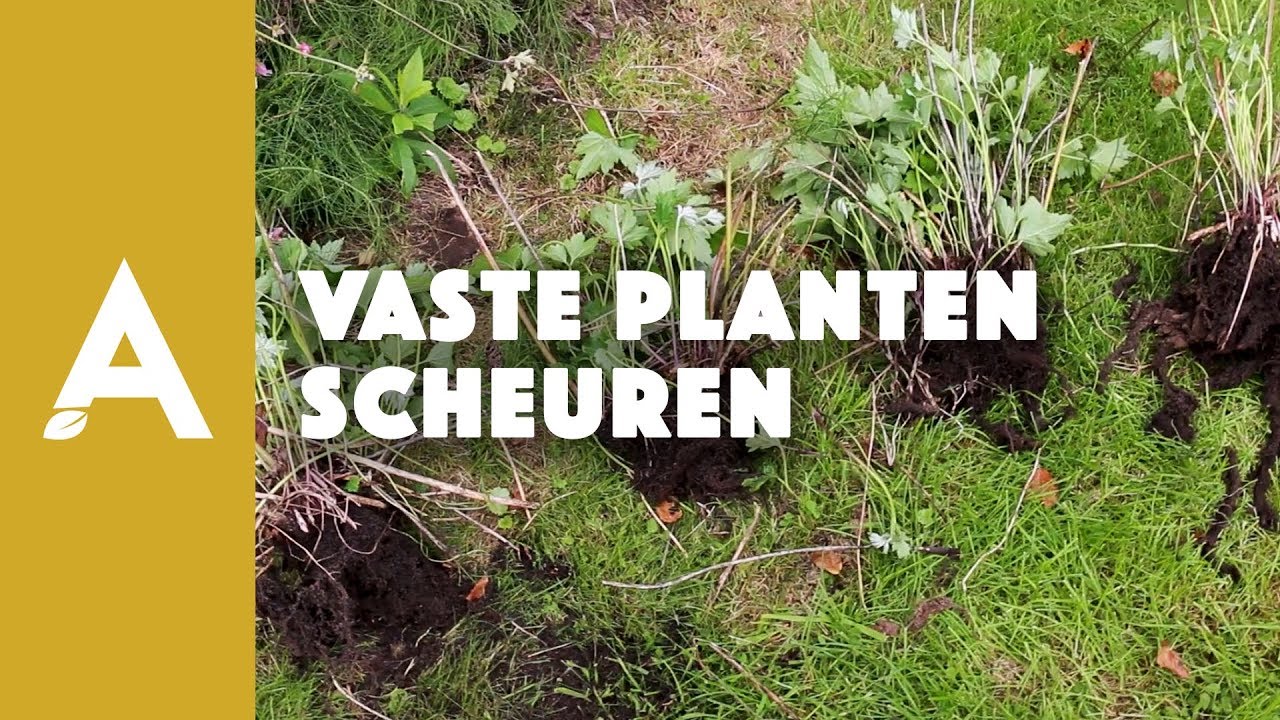 Vaste planten scheuren I Een groener thuis! #59 I Angelo Dorny