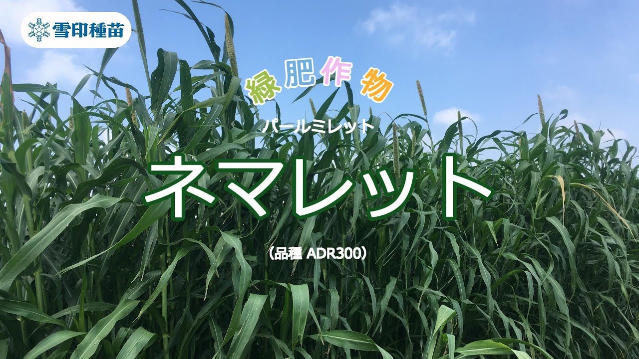 緑肥品種紹介 パールミレット「ネマレット」