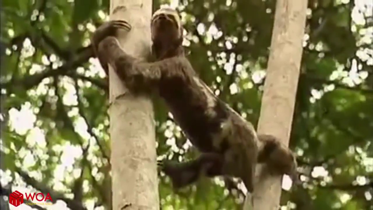 Amazing Puma Persistence Hunt Sloth In Tree | Life Of Puma