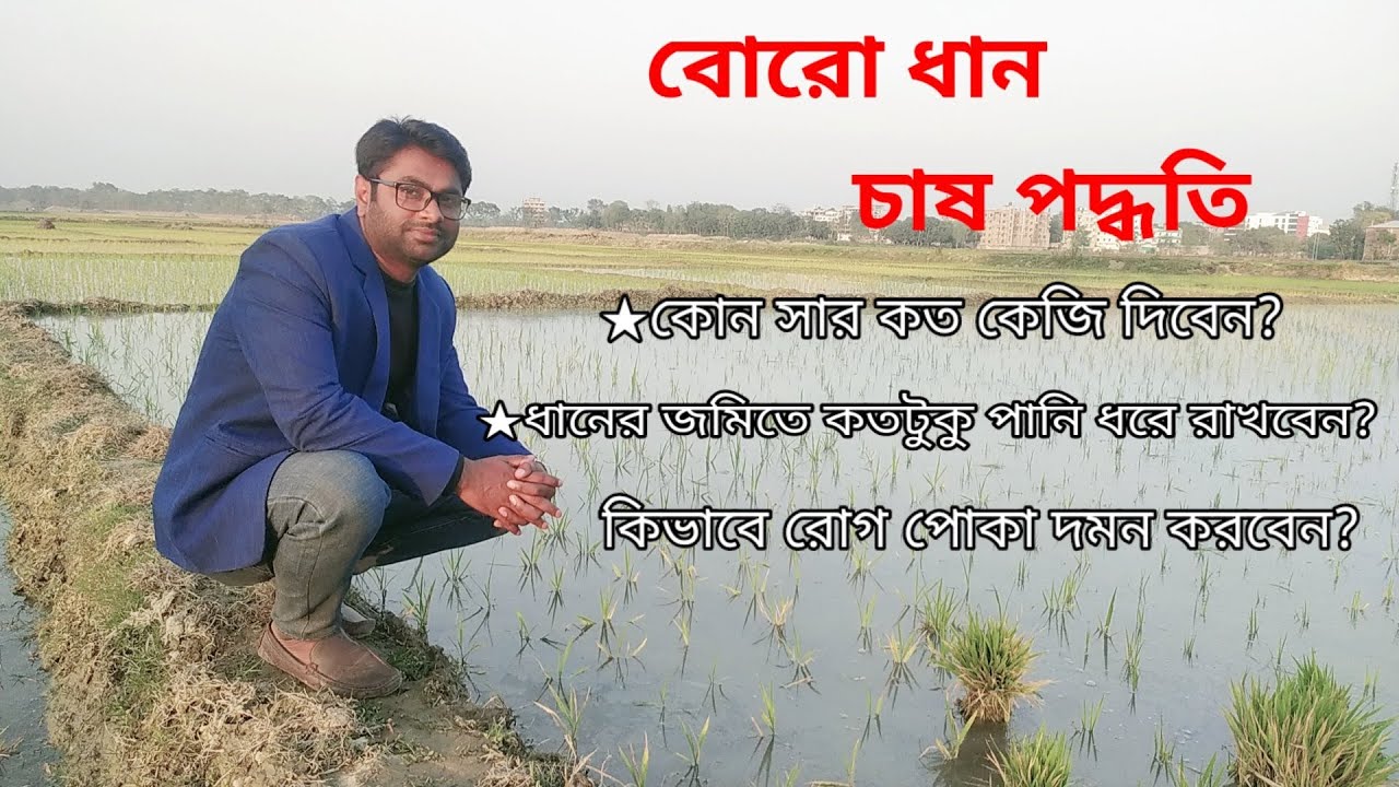 বোরো ধান চাষ পদ্ধতি,চারা রোপন থেকে কর্তন পর্যন্ত যাবতীয় পরিচর্যা।Boro rice cultivation method