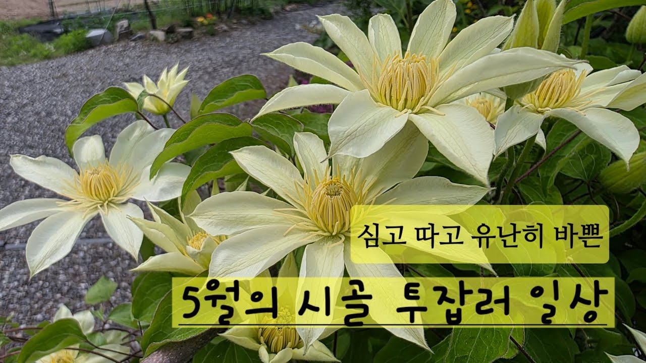 심고 따고 유난히 바쁜 5월의 시골 투잡러 일상 / 꽃과 자급자족용 작물 심기 /다래순나물 저장법 / 레드 자이언트 말라뮤 산책