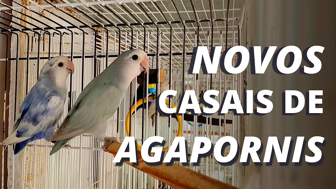 OS NOVOS CASAIS DE AGAPORNIS ROSEICOLLIS | OS MAIS MANSOS