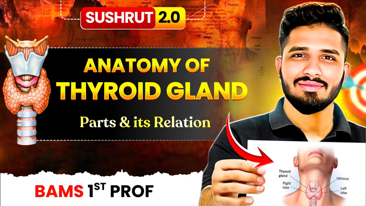 Parts & relations of Thyroid Gland | BAMS/BHMS 1st year 