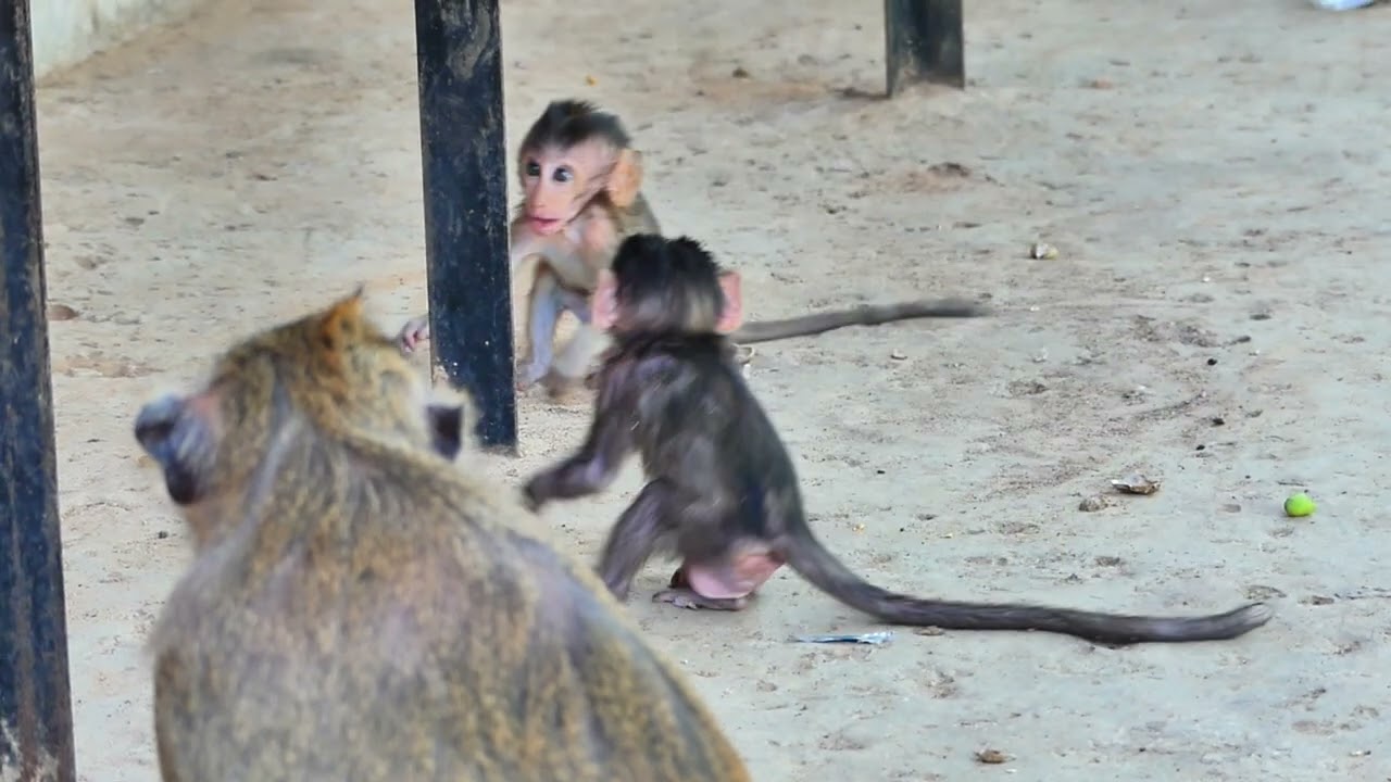 Baby monke in role play on gate iron position, Mom wait under ground