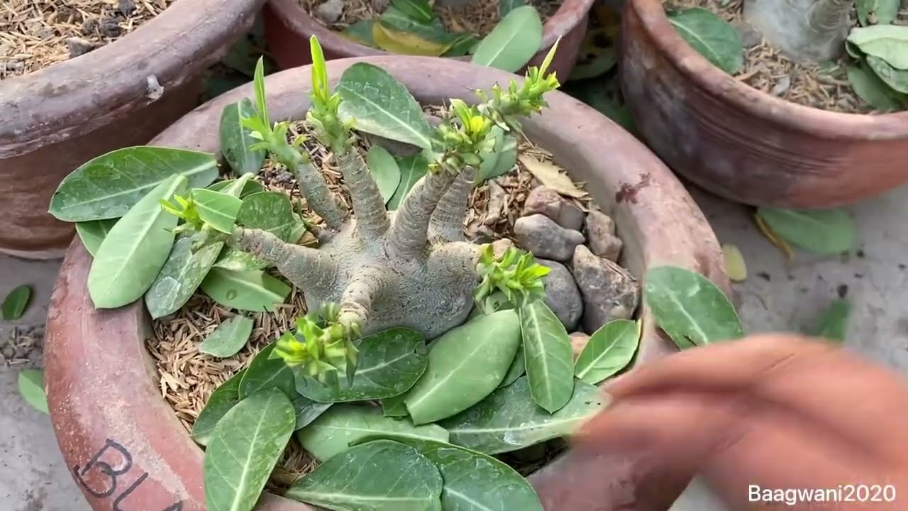 Adenium pruning/अडेनियम की प्रूनिंग बहुत ज़रूरी है👍/adenium arabicum