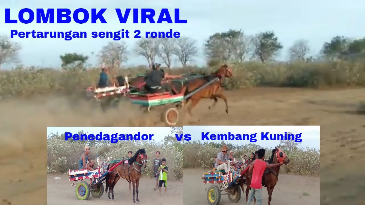 Balap Kuda || 1 Lawan 2 ... (MUNCA VS MUNCA)