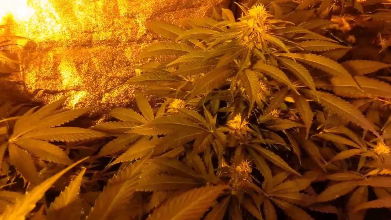 A Peek Inside My Garden: Afghani Magnum Experimental (2015)