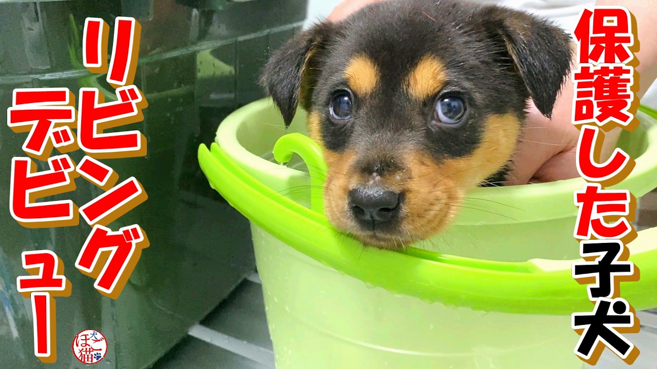 【保護犬　子犬】保護した子犬達、リビングデビューです！