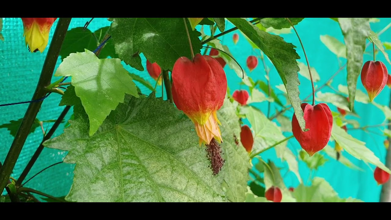 Las Mejores Flores para Atraer Colibríes al Jardín