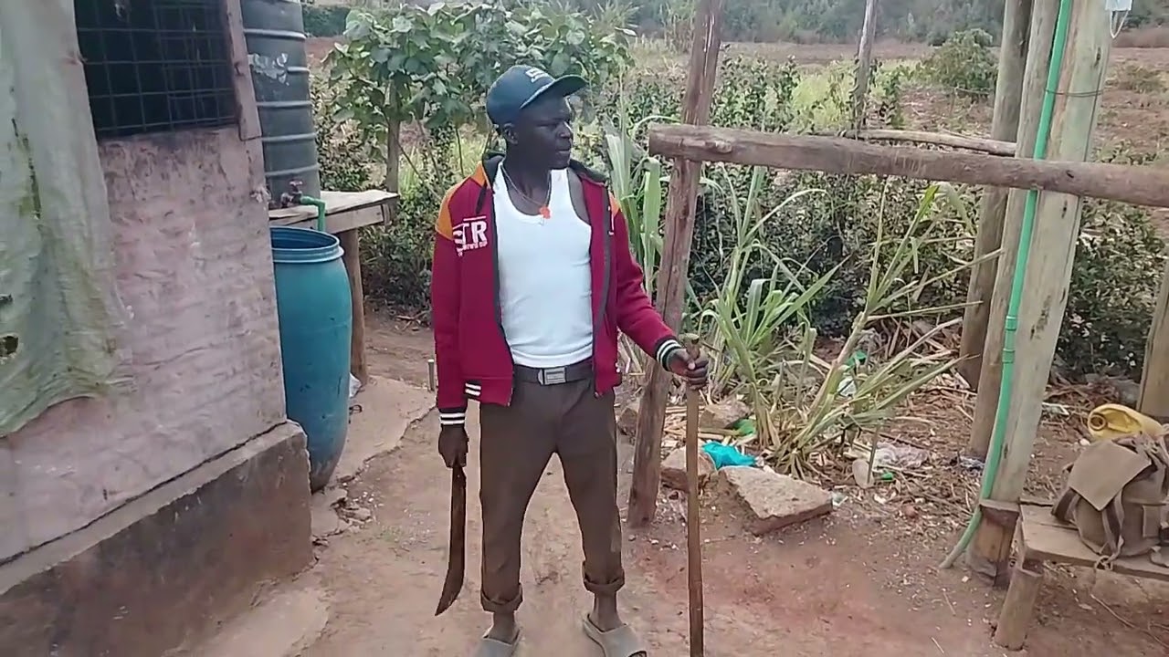 Hii mwaka lazima atairi ep1(Traditional films)#comedy #funny #comedyfilm #fypシ゚viral #fypシ