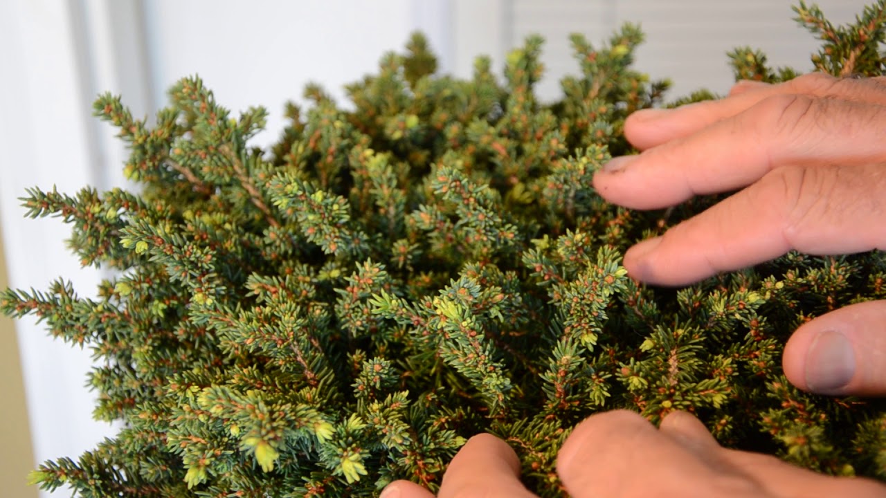 Picea abies Little Gem Dwarf Norway Spruce