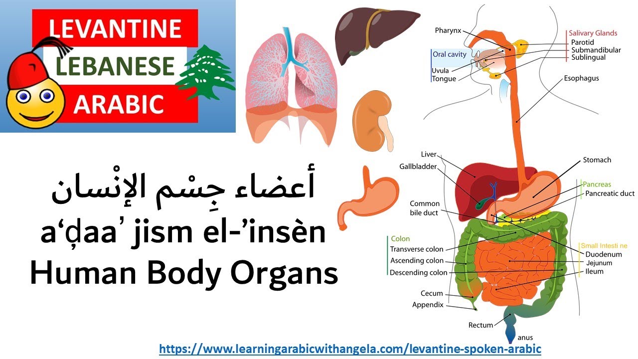 Human Body Organs أعضاء جِسْم الإنْسان - Learn Spoken Arabic -  Levantine Arabic - Lebanese