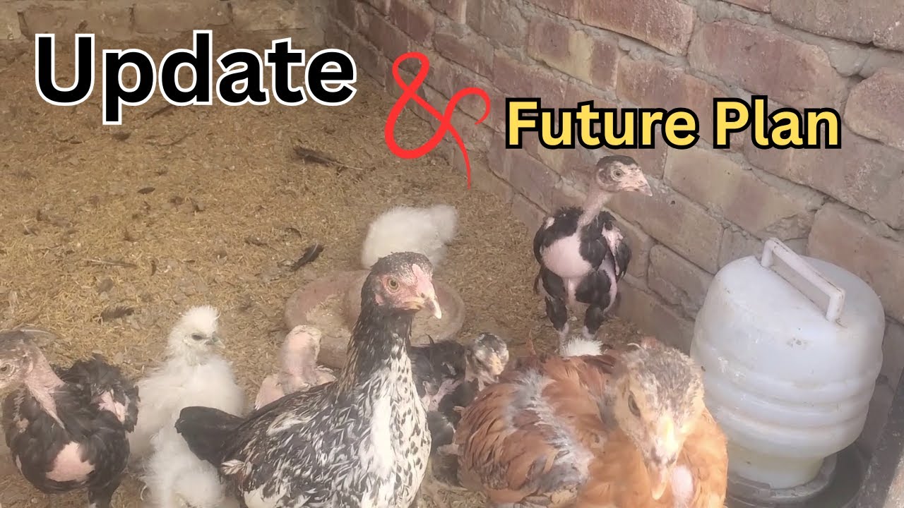 Setup Updates about Birds and Chicks And Future Plan
