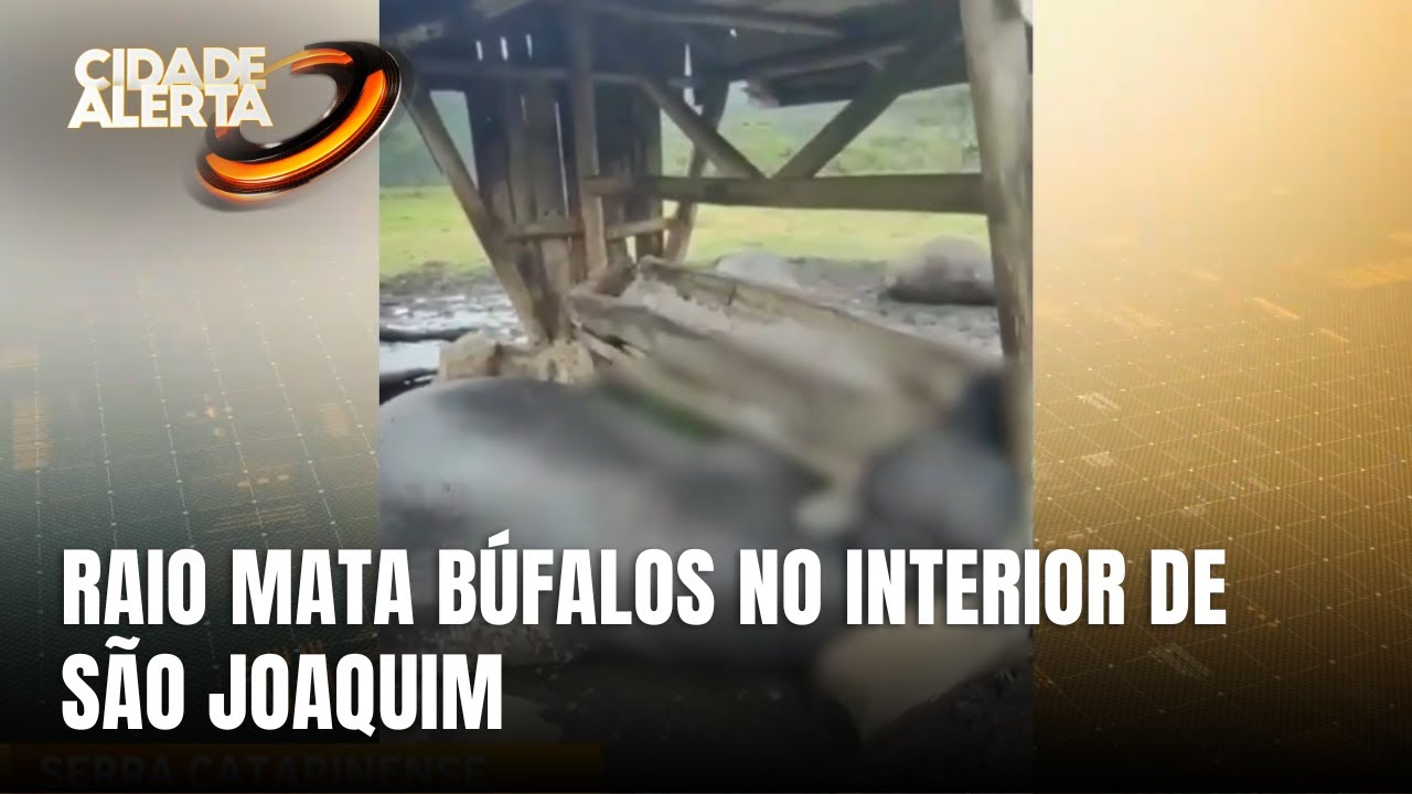 Animais morrem após raio atingir área rural de São Joaquim