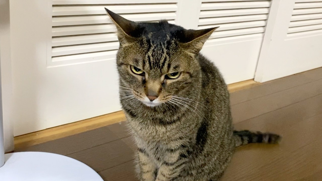 てんちゃんを置いて実家に帰ります...