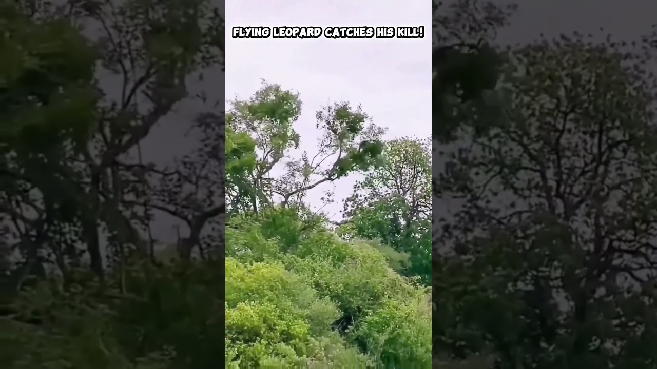 Leopard Jumps from Tree to Tree to Catch a Monkey 🐆🐒