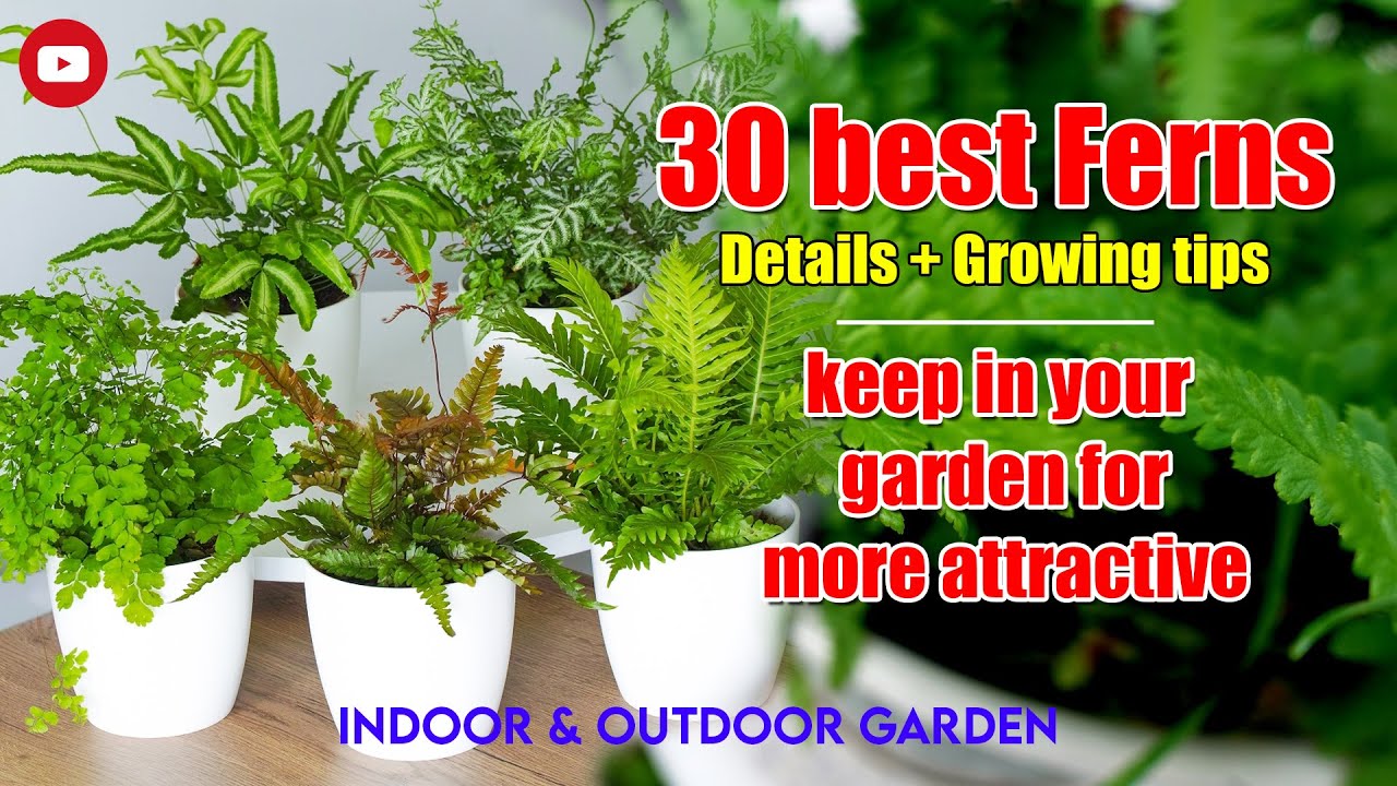 30 best ferns for garden | best ferns for indoor & outdoor garden | know best ferns for your gardens