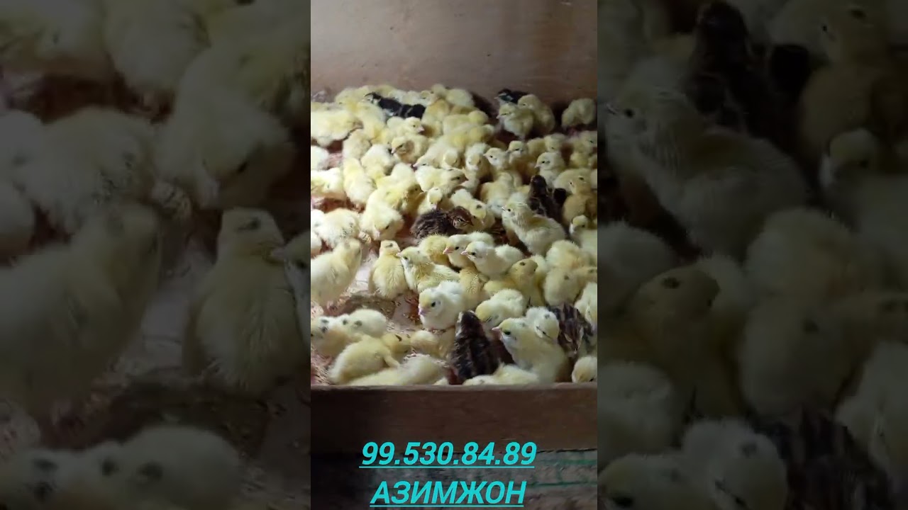 1 кунлиг бедана  1 кисим