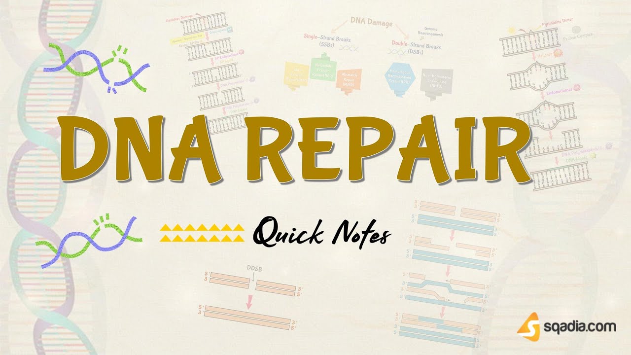 DNA Repair | Introduction