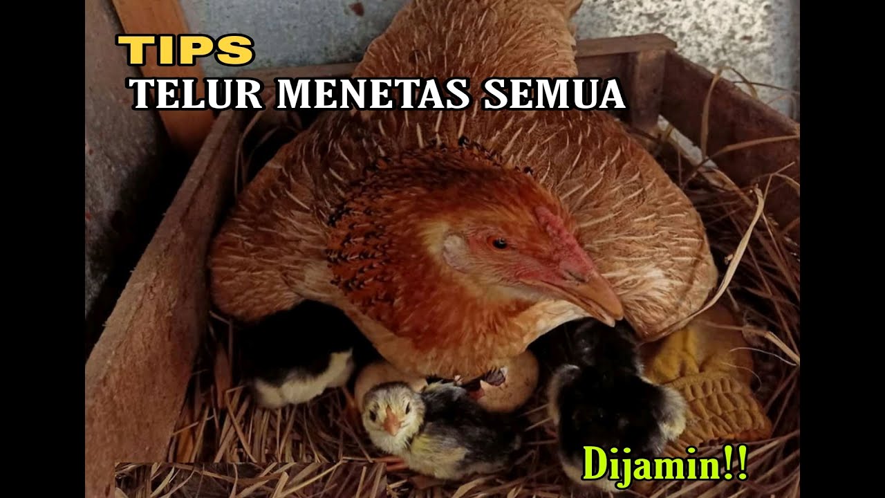 Tips telur ayam menetas semua