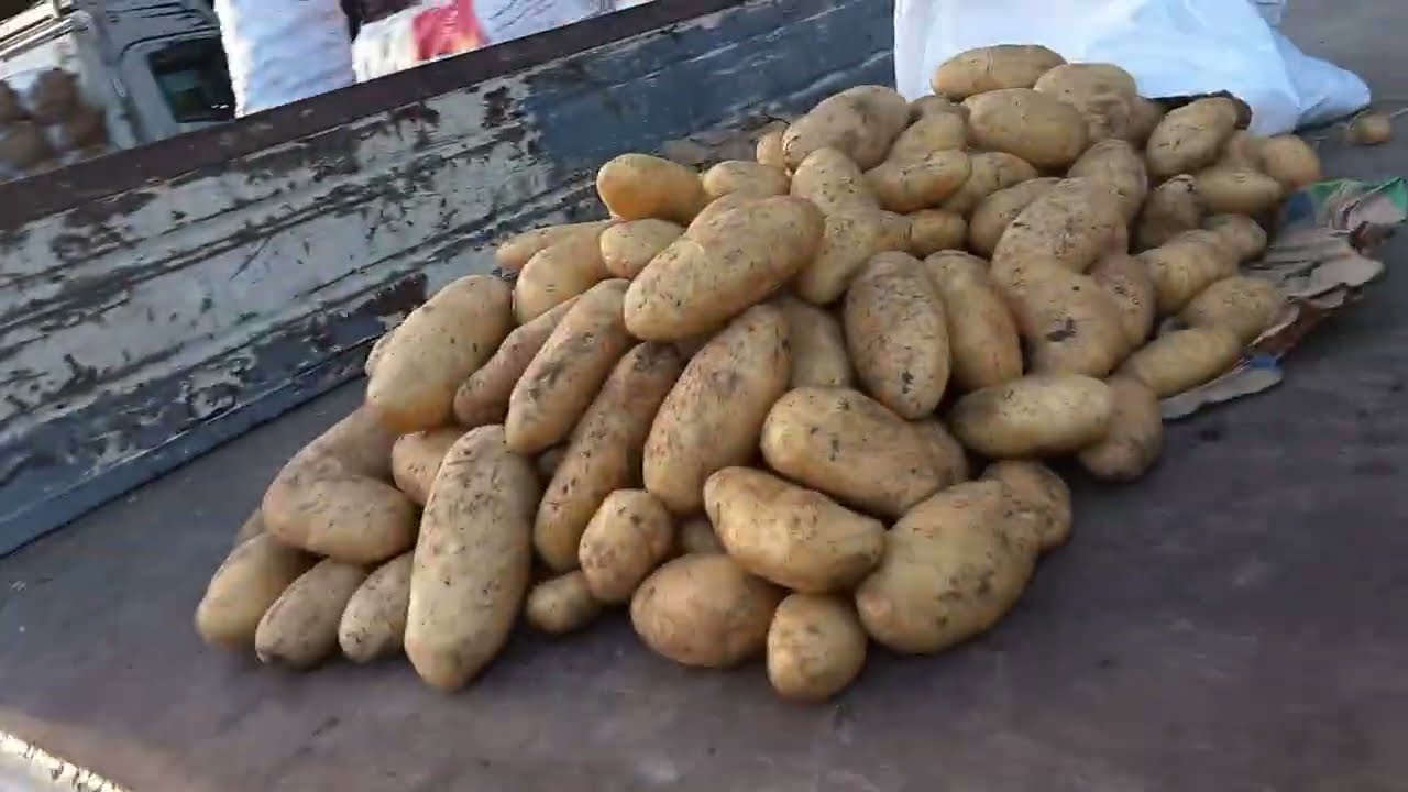الخضار ببلاش فى سوق الجمله تابع الجديد 