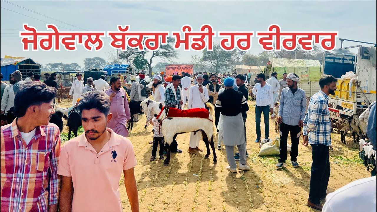 ਜੋਗੇਵਾਲ ਬੱਕਰਾ ਮੰਡੀ #bakramandi #naveedkhangoatfarm #goatfarming #farming #muhammadirfangoatfarm